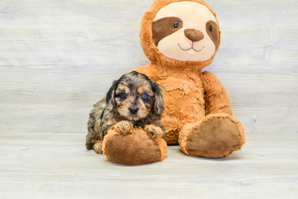 Energetic Cavoodle Poodle Mix Puppy