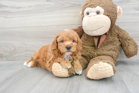 Cavapoo Pup Being Cute