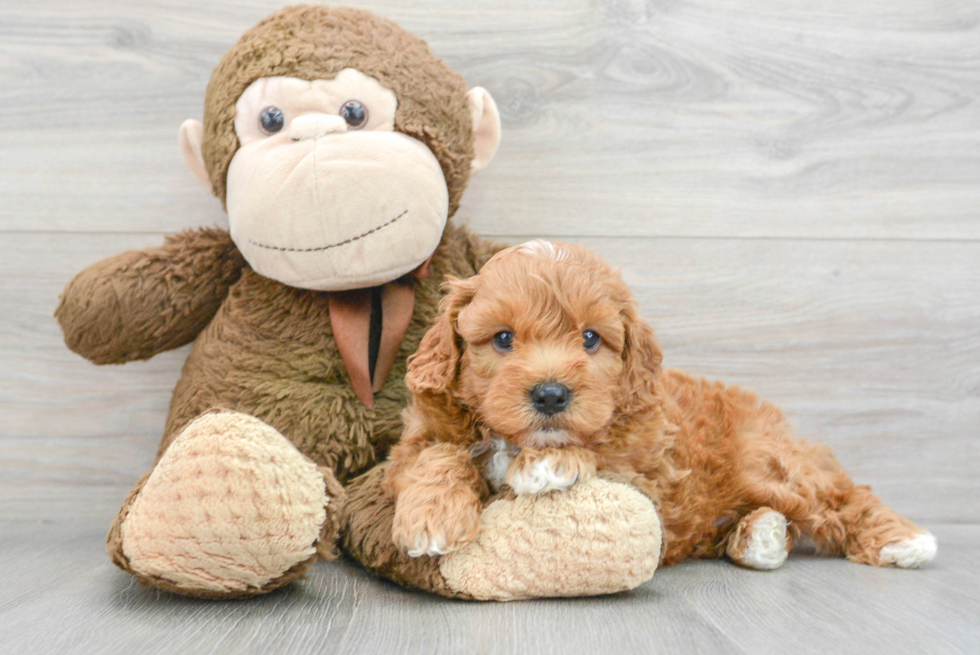 Best Cavapoo Baby