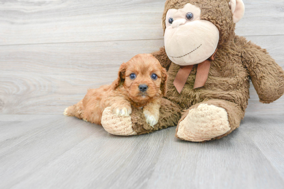 Cavapoo Pup Being Cute