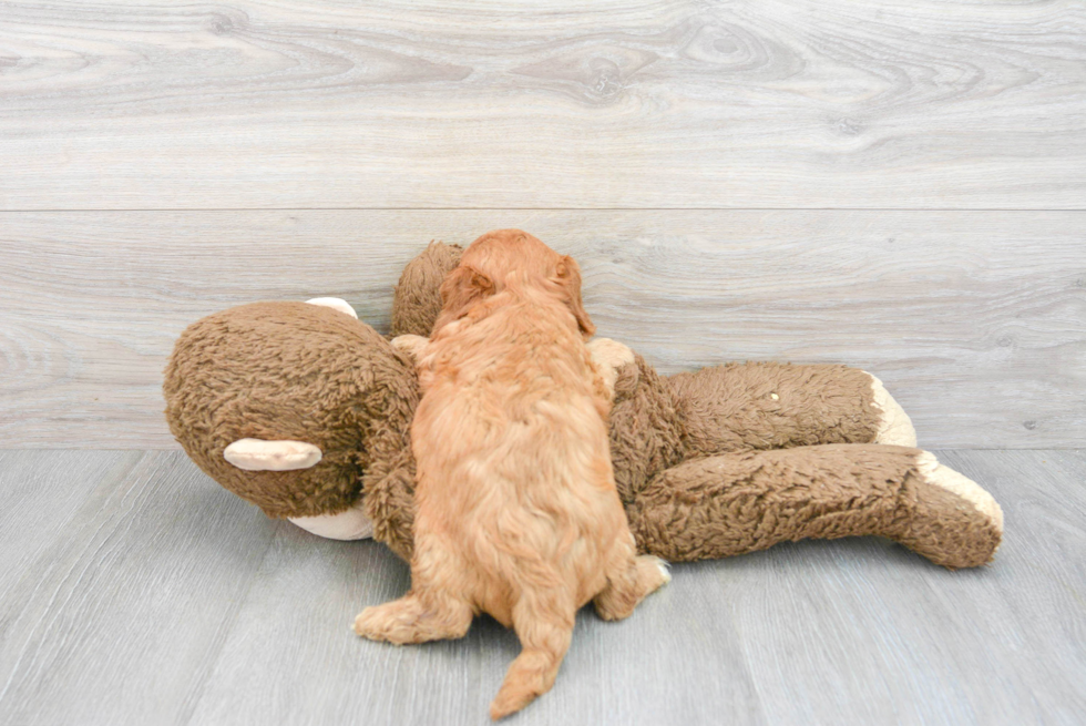 Cavapoo Pup Being Cute