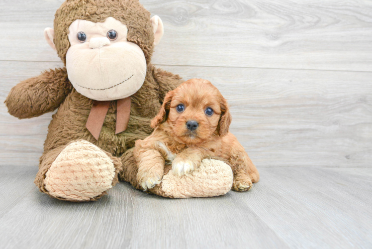 Cavapoo Pup Being Cute