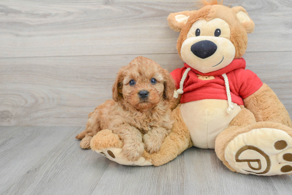 Cavapoo Puppy for Adoption