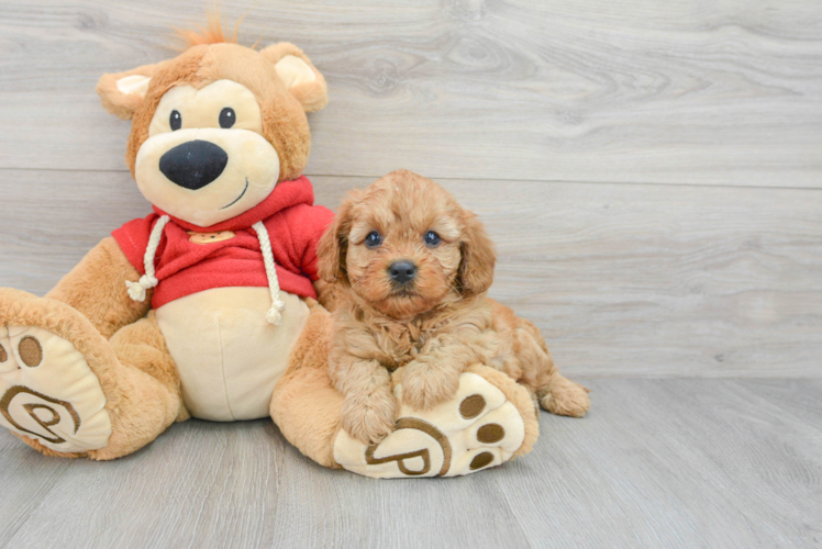 Best Cavapoo Baby