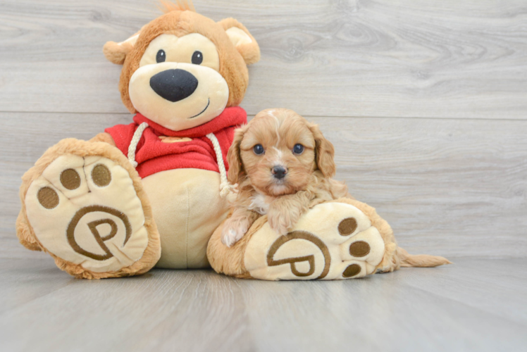 Playful Cavoodle Poodle Mix Puppy