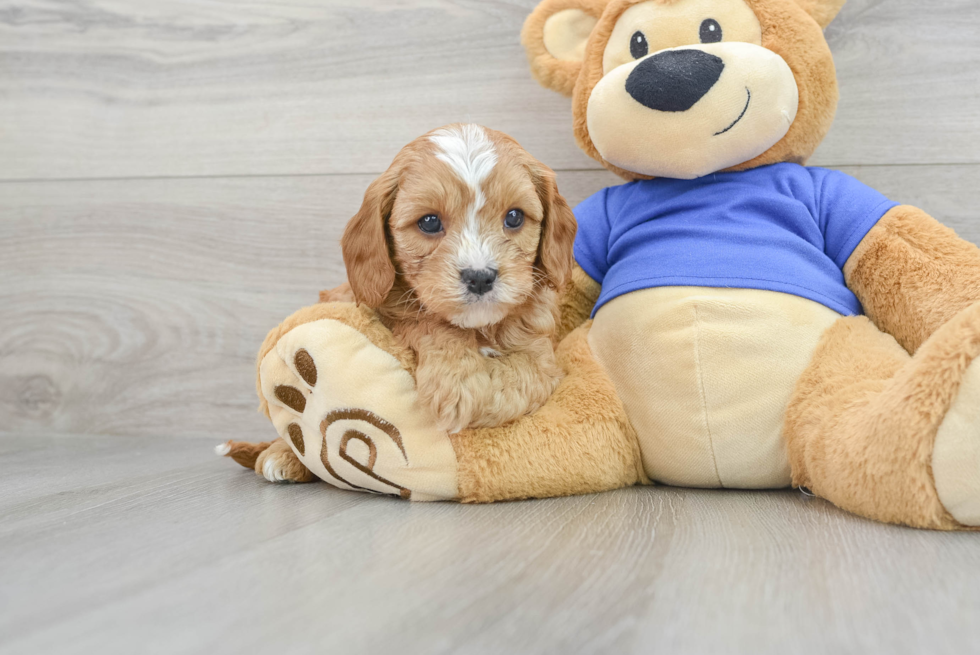 Energetic Cavoodle Poodle Mix Puppy