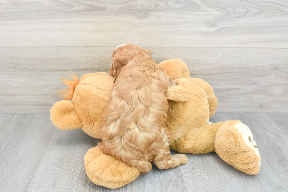 Adorable Cavoodle Poodle Mix Puppy