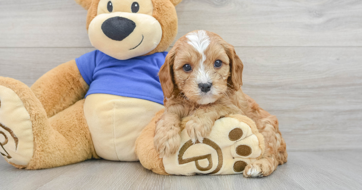 Funny Cavapoo Cooper: 4lb 15oz Doodle Puppy
