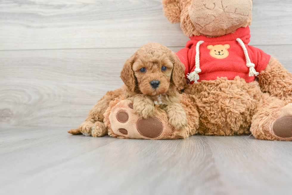 Small Cavapoo Baby