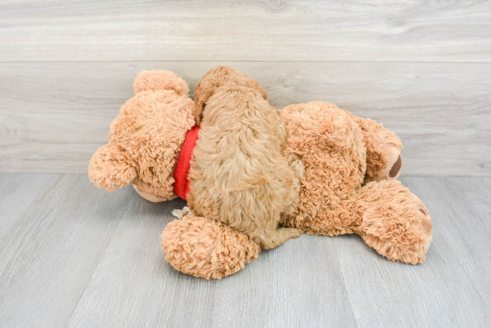 Cavapoo Pup Being Cute