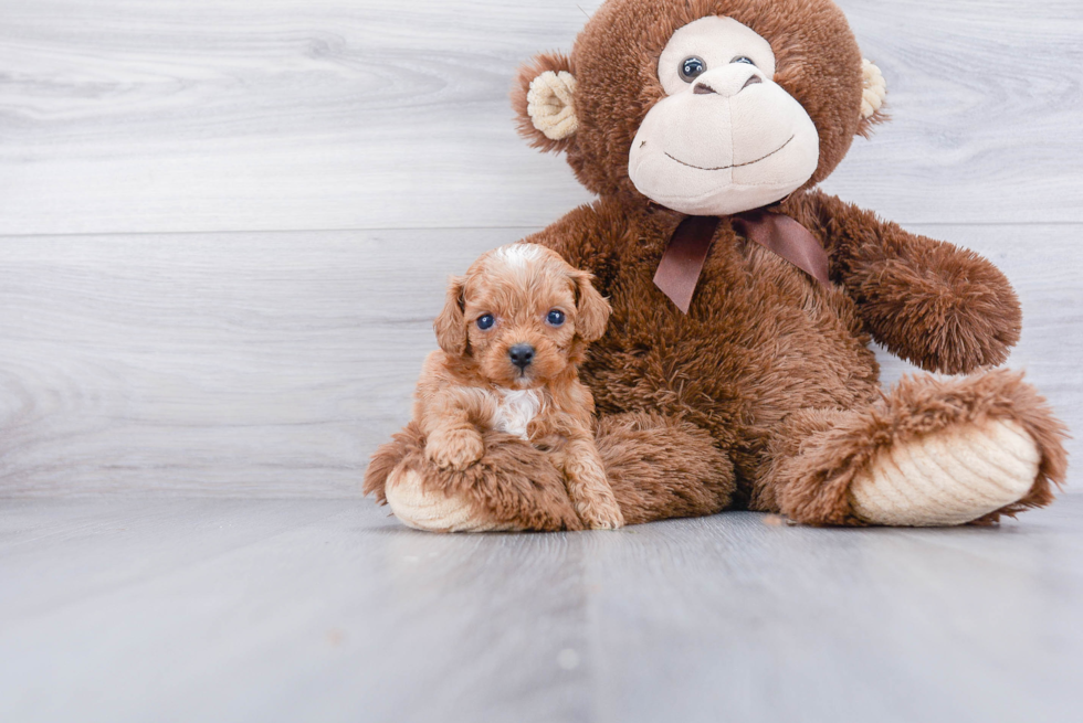 Cavapoo Puppy for Adoption