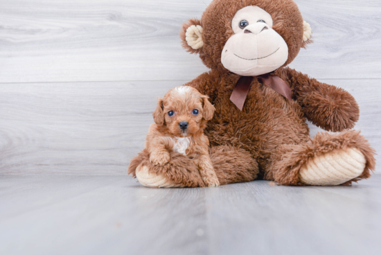 Cavapoo Puppy for Adoption