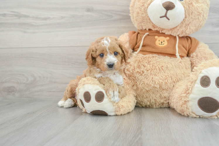 Cavapoo Pup Being Cute