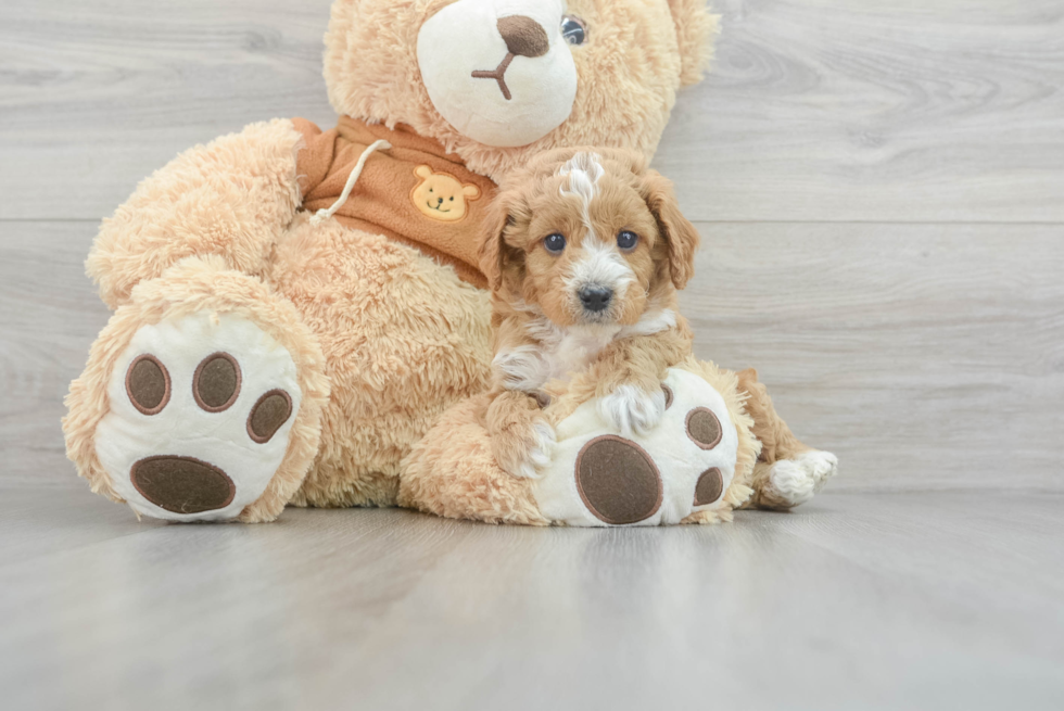 Adorable Cavoodle Poodle Mix Puppy