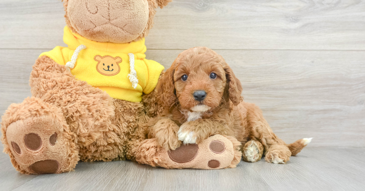 Happy Cavapoo Cooper: 9lb 6oz Doodle Puppy