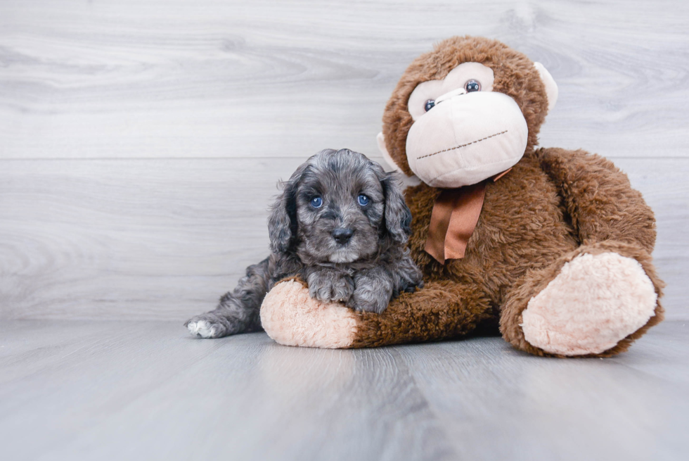 Hypoallergenic Cavoodle Poodle Mix Puppy