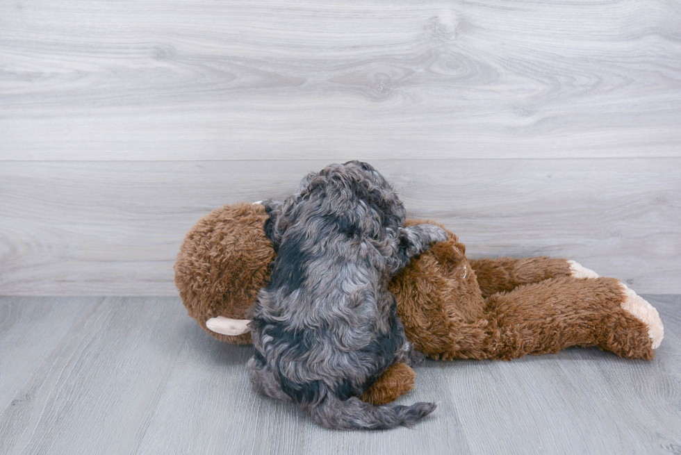 Happy Cavapoo Baby