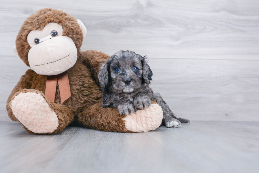 Cute Cavapoo Baby