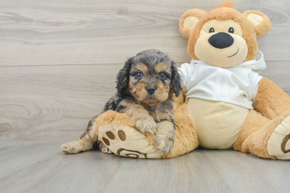 Best Cavapoo Baby