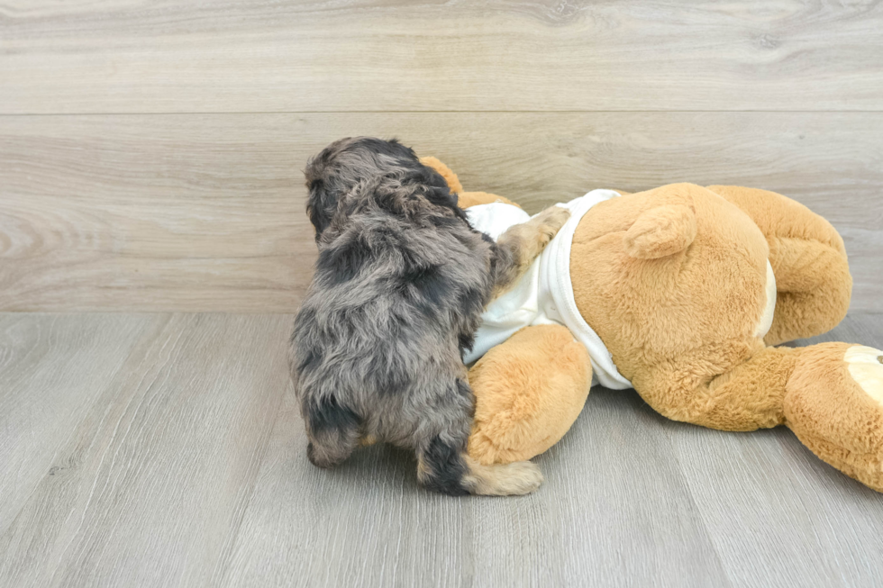 Best Cavapoo Baby