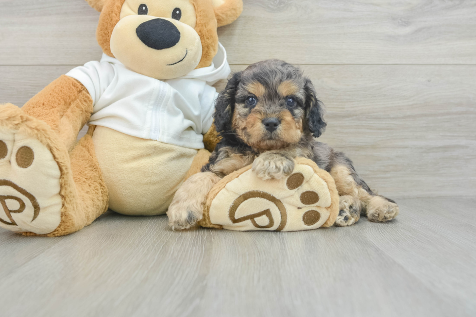 Best Cavapoo Baby