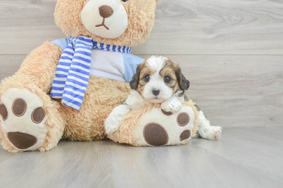 7 week old Cavapoo Puppy For Sale - Premier Pups