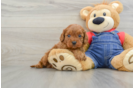 Cavapoo Puppy for Adoption