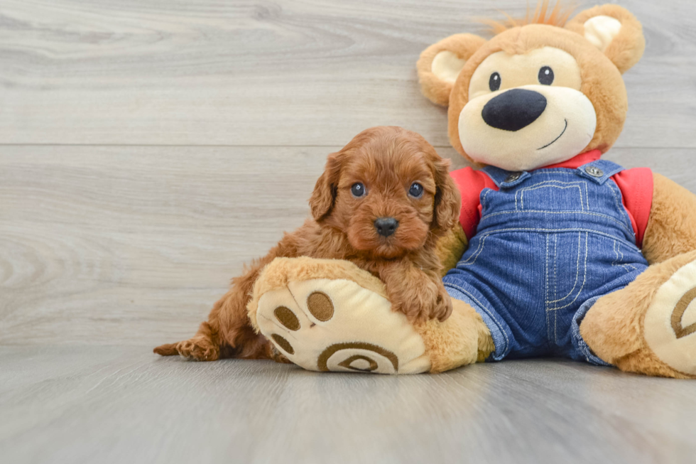 Cavapoo Puppy for Adoption