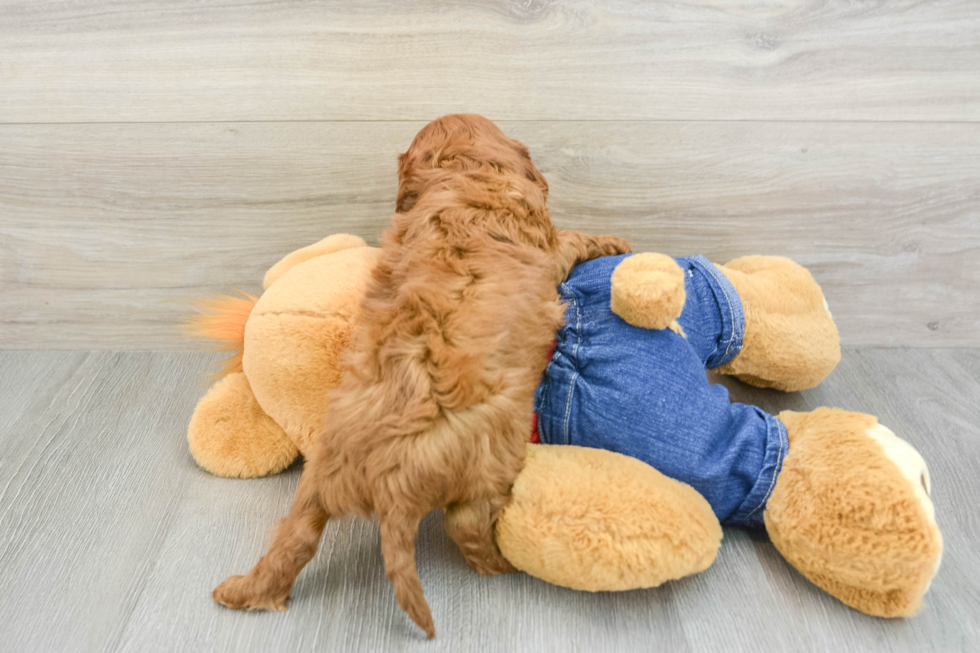 Cavapoo Pup Being Cute