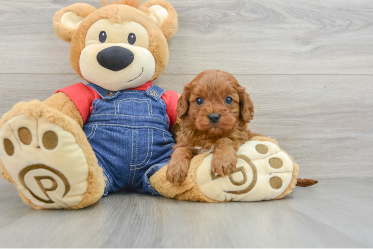 Cavapoo Puppy for Adoption