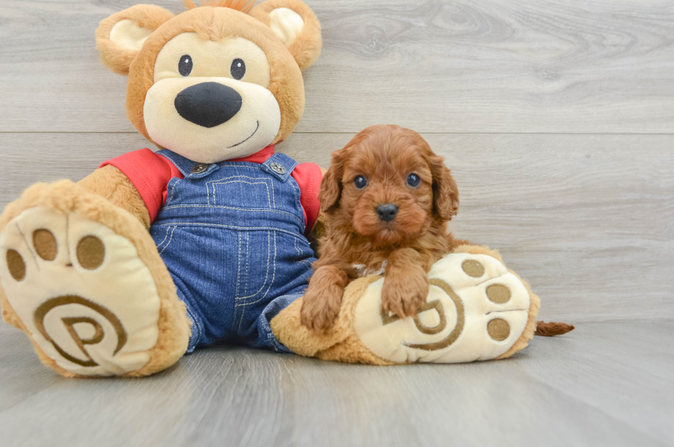 5 week old Cavapoo Puppy For Sale - Premier Pups