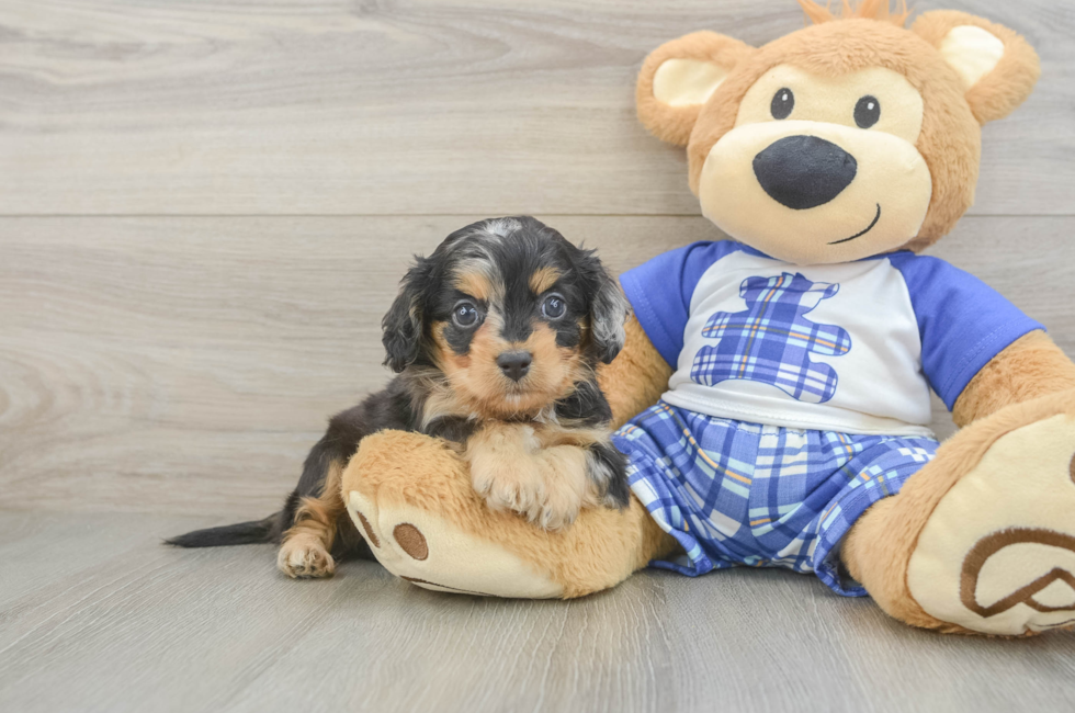 5 week old Cavapoo Puppy For Sale - Premier Pups