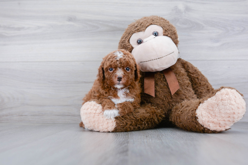 Playful Cavoodle Poodle Mix Puppy