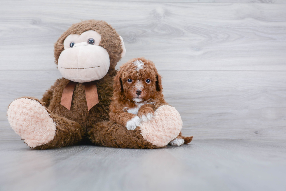 Cavapoo Pup Being Cute