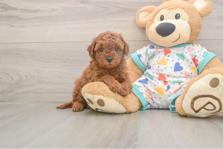 Smart Cavapoo Poodle Mix Pup