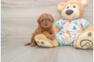 Smart Cavapoo Poodle Mix Pup