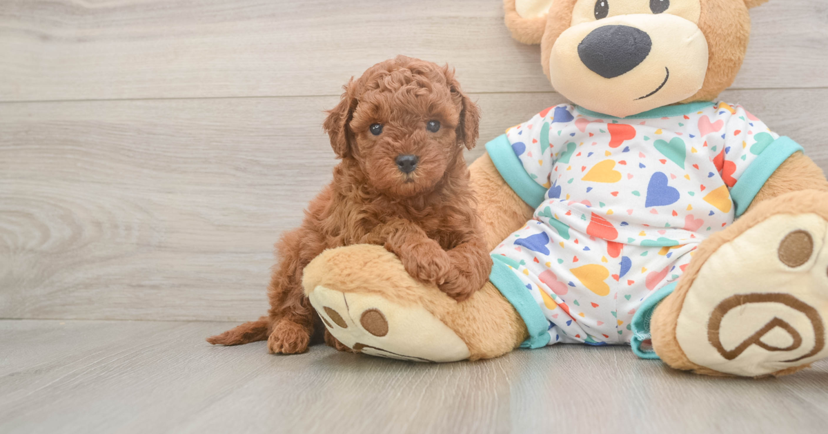 Playful Cavapoo Cooper: 4lb 14oz Doodle Puppy