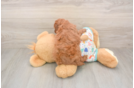 Cavapoo Pup Being Cute