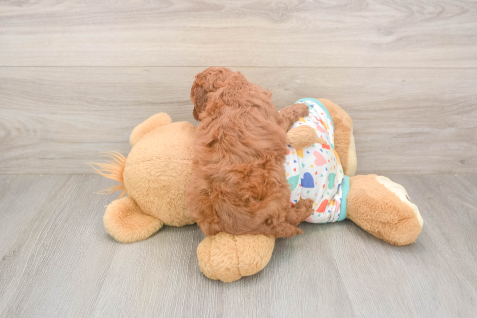 Cavapoo Pup Being Cute