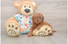 Cavapoo Puppy for Adoption