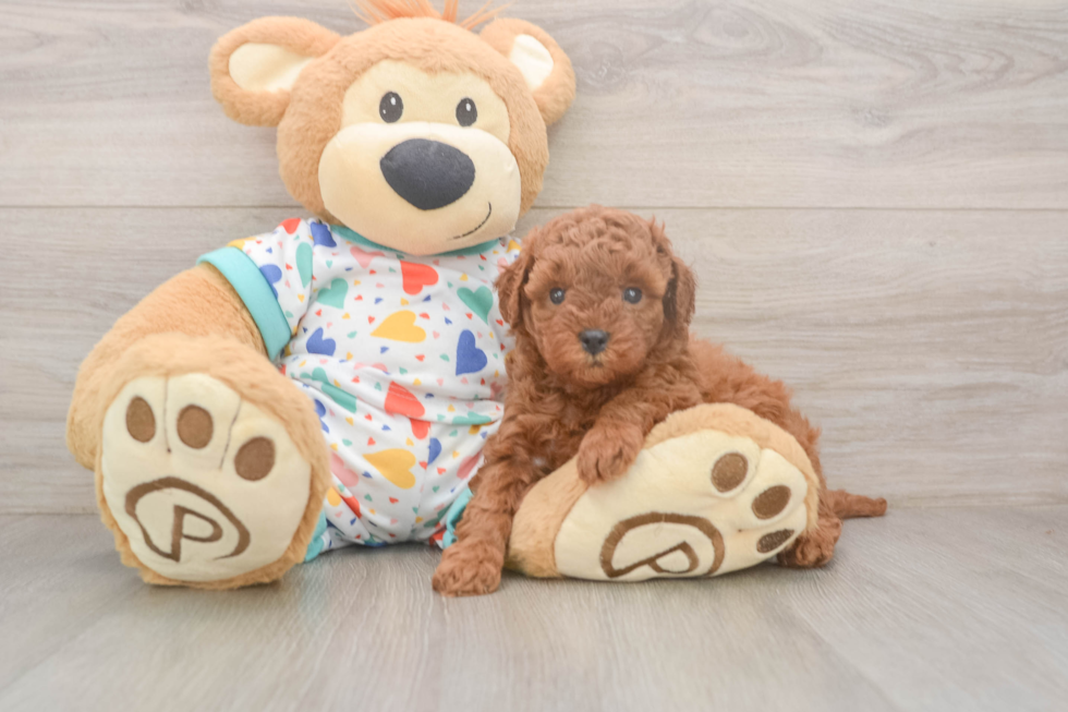 Cavapoo Puppy for Adoption