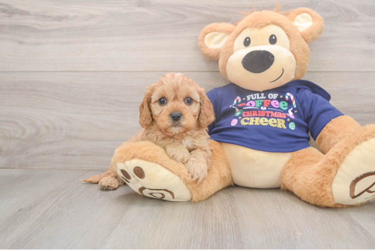 Friendly Cavapoo Baby