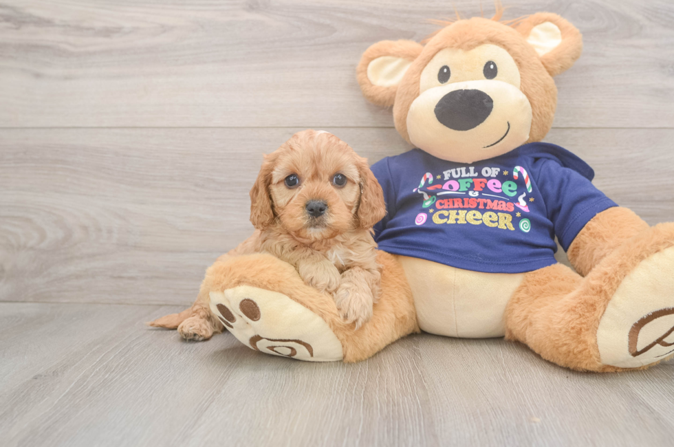 5 week old Cavapoo Puppy For Sale - Premier Pups