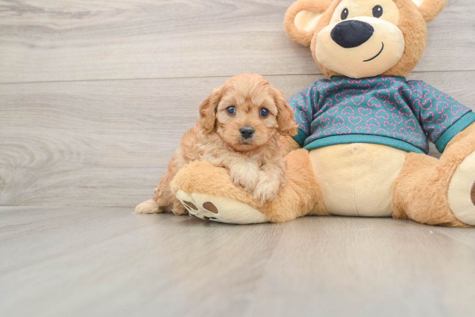 Smart Cavapoo Poodle Mix Pup