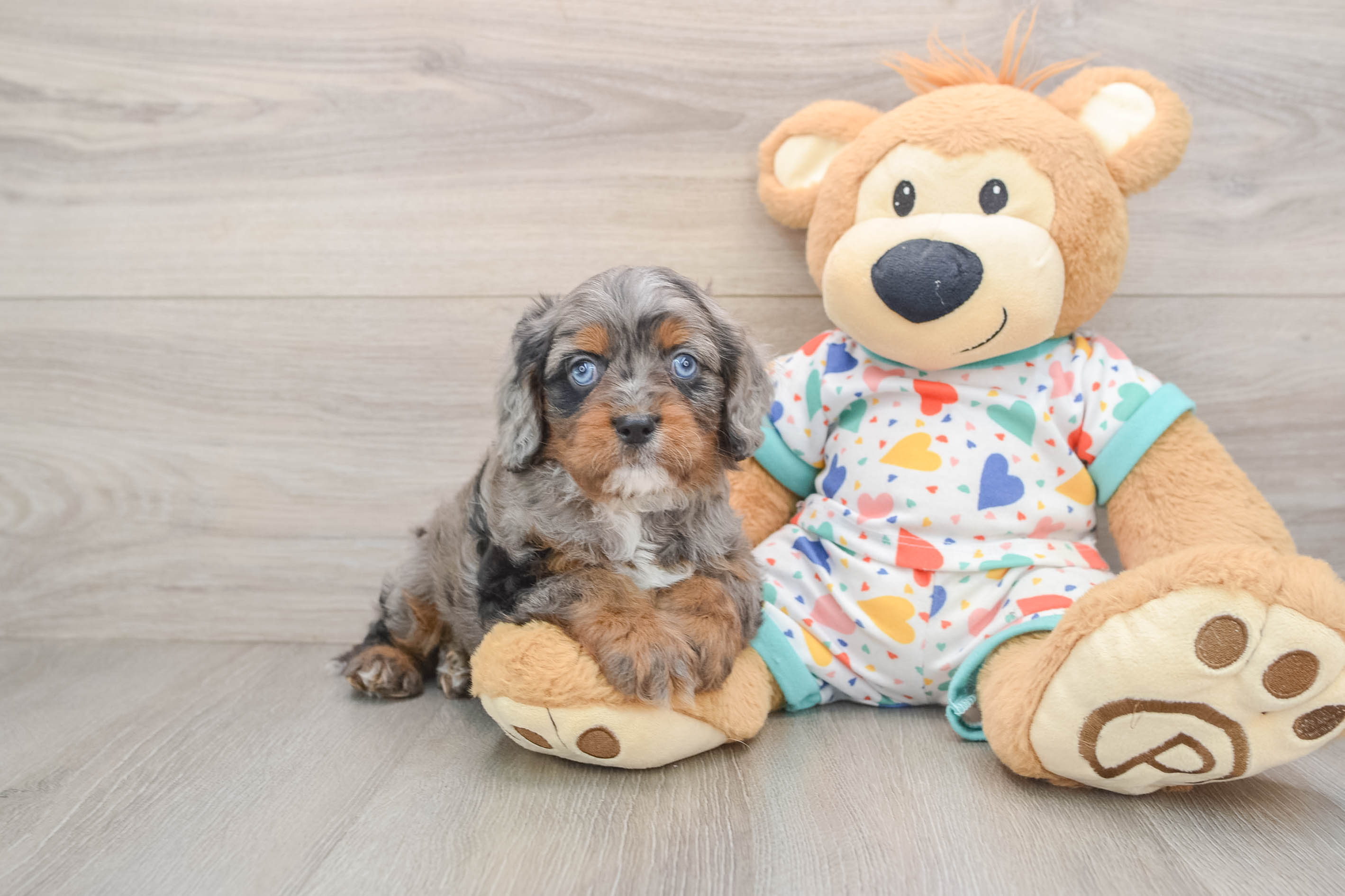 Cavapoo Cooper: 3lb 12oz Doodle Puppy