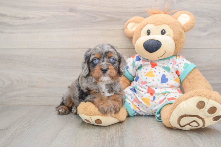 Friendly Cavapoo Baby