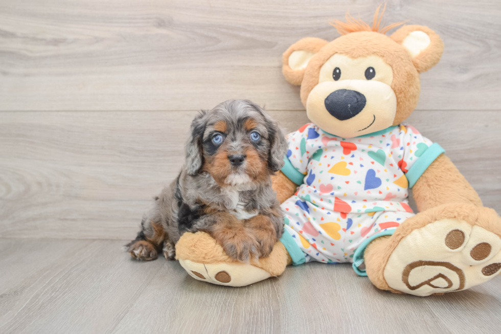 Friendly Cavapoo Baby