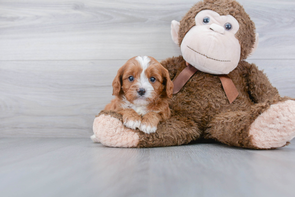 Cavapoo Pup Being Cute