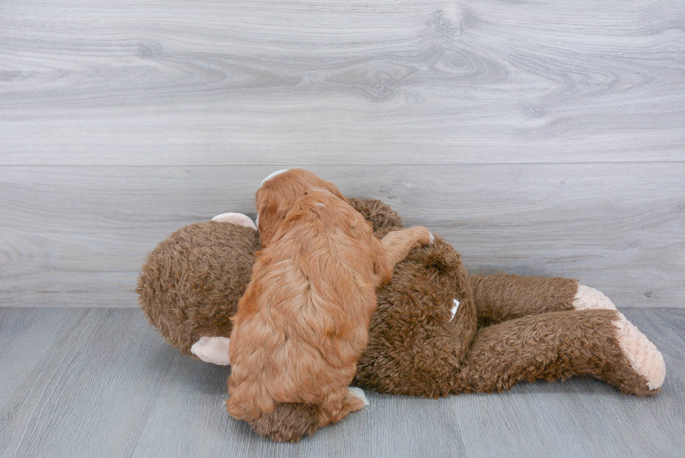 Happy Cavapoo Baby