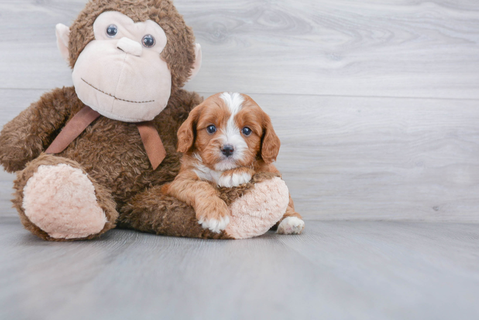 Best Cavapoo Baby